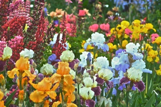 Tall Bearded Iris|Schreiner's Iris Gardens