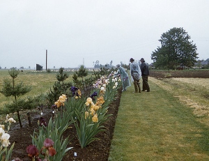 Schreiner's Iris Gardens|History