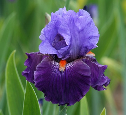 Schreiner Iris|Iris Naming Contest