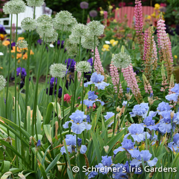 Schreiner's Iris Gardens|Sky and Sun